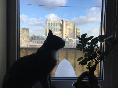 Кот Григория Служителя