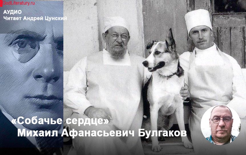 Булгаков Собачье сердце аудиокнига слушать. Обыск Булгакова. Стикеры Булгаков Собачье сердце.